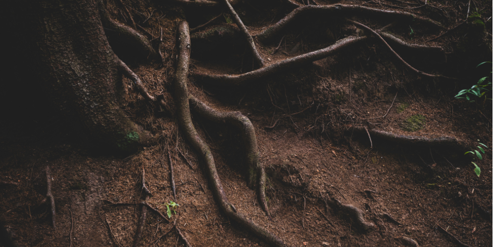 backlinks are like tree roots - it all connects
